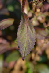 Lobelia Starship Scarlet leaf