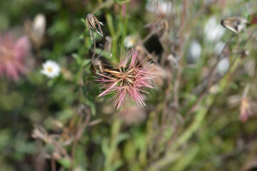 Fototapeta premium Spreading fleabane seed head