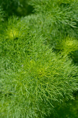 Toothpick bullwort Blutenball leaves