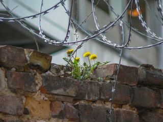 dandelions on a brick wall beneath some barbed wire