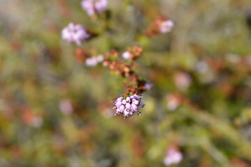 Autumn heather flowers