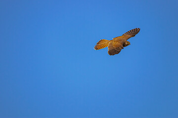 female common kestrel (Falco tinnunculus), flying with blue sky background