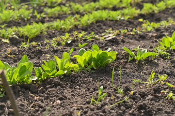 a row of spinach on a vegetable garden