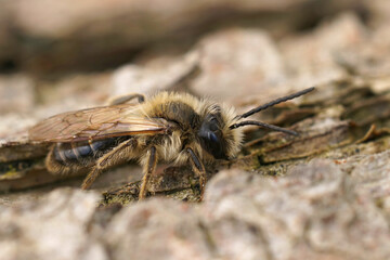 Closeup on a male of the Chocolate mining bee, Andrena scotica sitting on wood