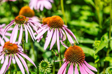 Echinacea purpurea Feld in Vollblüte