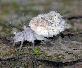 Lacewing larva (Neuroptera: Chrysopidae).  Hunter of mealy-bugs and other smal insects, dead...