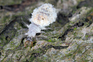 Lacewing larva (Neuroptera: Chrysopidae).  Hunter of mealy-bugs and other smal insects, dead carcasses of its prey together with its moults and dirt is massed on its body to camouflage.