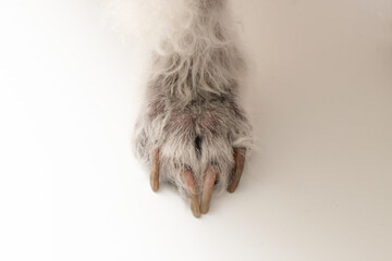 Top view of Foot of poodle dogs with fungal diseases on the legs and feet on white background. 
