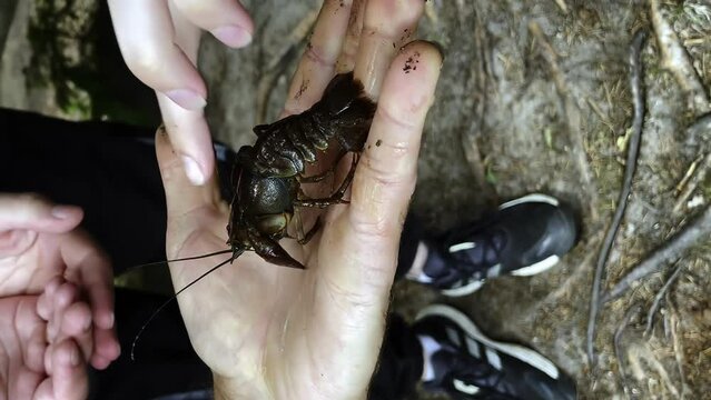 river crayfish on the hand, river inhabitants, crayfish, crayfish on a human boat, vertical video shooting