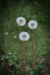 Three white, fluffy dandelions, against the background of a green lawn. Dandelions with mature seeds, white, fluffy, round dandelions.