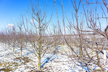 Sunny winter morning in apple orchard