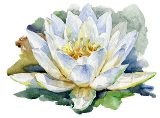 Nymphaea alba, the white waterlily, European white water lily, or white nenuphar is an aquatic flowering plant. Watercolor illustration - obrazy, fototapety, plakaty