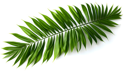 Fototapeta premium Tropical palm leaves foliage plant, green palm frond isolated on white background