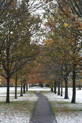 Winter Trees in the Park