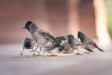 Flock of red-vented bulbuls - Pycnonotus cafer while foraging on ground. Photo from Ranthambore Fort in Rajasthan, India.	