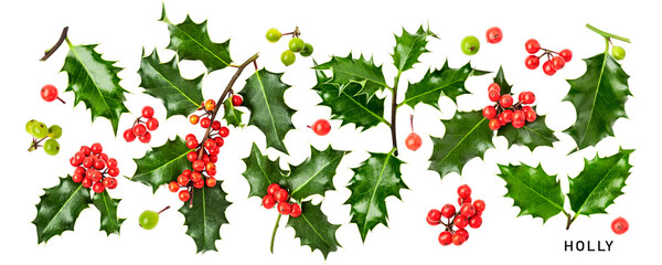 Holly leaves red berry christmas decoration isolated. PNG with transparent background. Flat lay. Without shadow.