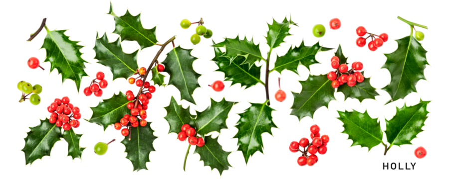 Holly leaves red berry christmas decoration isolated. PNG with transparent background. Flat lay. Without shadow.