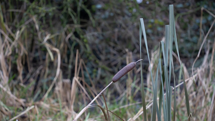 Typha latifolia in reeds. Typha latifolia at the water's edge