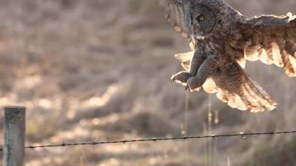 Great gray owl hunting for voles 