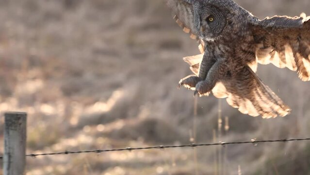 Great gray owl hunting for voles 