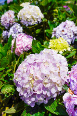 Violet Hydrangea flower (Hydrangea macrophylla) blooming in spring