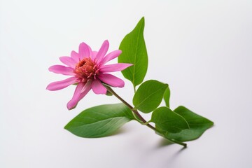A pink flower with green leaves on a white background and a green stem. Generative AI