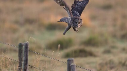 Great gray owl hunting for voles 