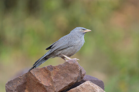 Jungle babbler - Argya striata on stone at green background. Photo from Ranthambore Fort in Rajasthan, India.