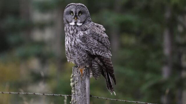 Great gray owl hunting for voles 