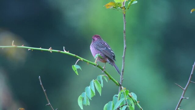 Spot-winged rosefinch / Uttarakhand / India