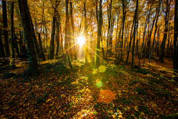 Naklejka premium Autumn in La Fageda D En Jorda Forest, La Garrotxa, Spain
