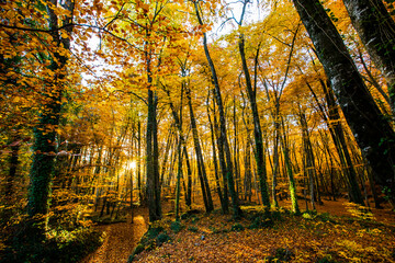 Obraz premium Autumn in La Fageda D En Jorda Forest, La Garrotxa, Spain