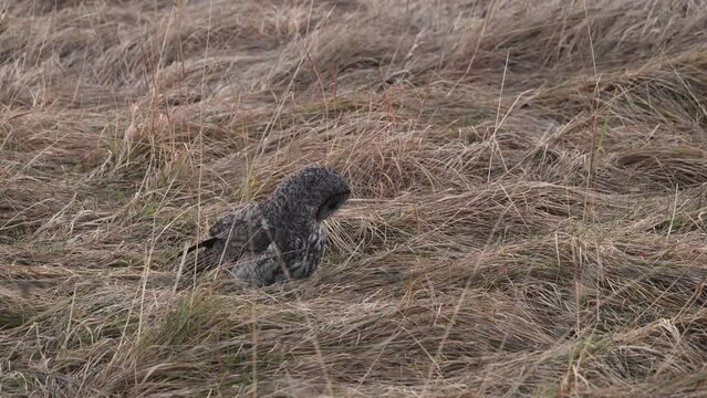 Great gray owl hunting for voles 