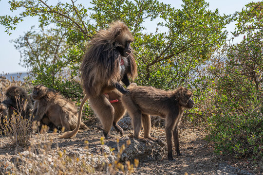 Gelada monkeys in Simien Mountains National Park, Northern Ethiopia