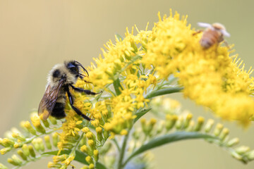 A bumblebee climbs along a yellow wildflower collecting pollen