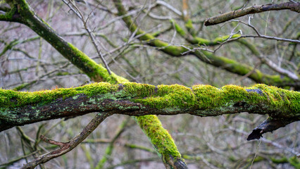 Old tree wrapped in moss with fresh plants in deciduous stand in autumn in the forest
