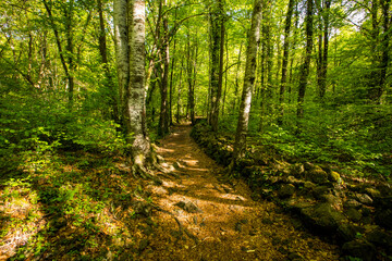 Spring sunrise in La Fageda D En Jorda Forest, La Garrotxa, Spai