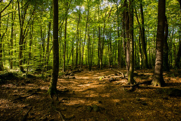 Obraz premium Spring sunrise in La Fageda D En Jorda Forest, La Garrotxa, Spai