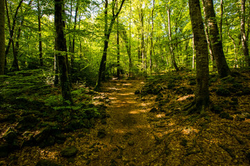 Obraz premium Spring sunrise in La Fageda D En Jorda Forest, La Garrotxa, Spai