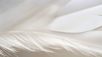 white Feather ultra macro close-up banner background. generative AI.