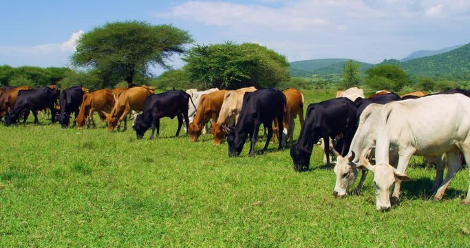 A close shot of a cattle of colored cows eating grass in a field. 