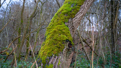 Old tree wrapped in moss with fresh plants in deciduous stand in autumn in the forest