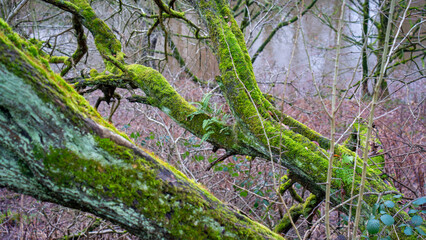 Old tree wrapped in moss with fresh plants in deciduous stand in autumn in the forest