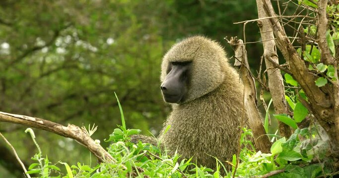 Adult baboon sitting in the woods in Tarangire national park.
