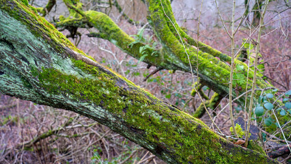 Naklejka premium Old tree wrapped in moss with fresh plants in deciduous stand in autumn in the forest
