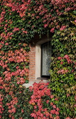 side view of window among red colored autumn wine leaves