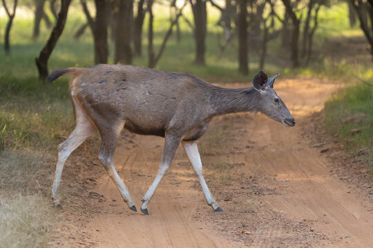Sambar - Rusa unicolor female crossing road in forest at green background. Photo from Ranthambore National Park, Rajasthan, India.