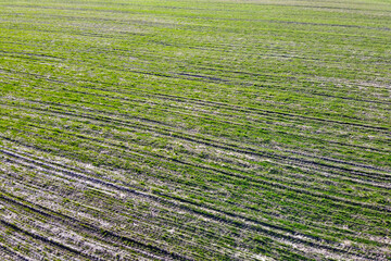 Cereal shoots on a farm field, aerial view. Sprouts in the field as a background.