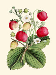 Strawberries. Botanical digital art.
