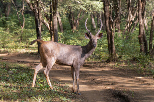 Sambar - Rusa unicolor buck standing on road in forest at dark green background. Photo from Ranthambore National Park, Rajasthan, India.